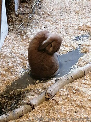 rubyoreilly Nude Leaks Photo 24